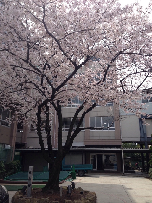 満開の武南桜