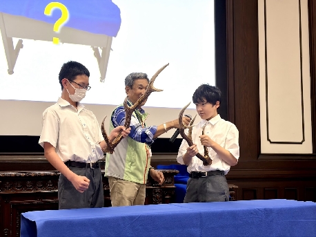 本物の鹿角です